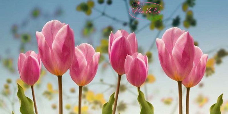 Chọn hoa dựa theo sở thích và tính cách người ấy
