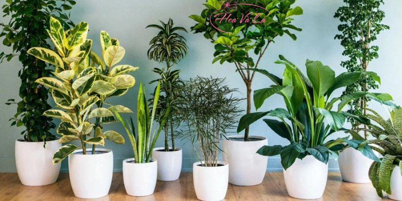 Gợi ý cách chọn hoa tươi theo phong thủy cho từng cung mệnh