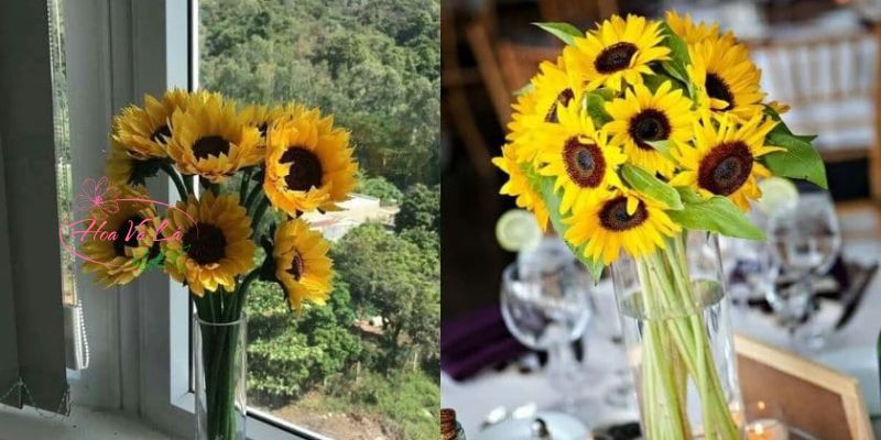 Mẹo bảo quản hoa hướng dương trong bình cắm
