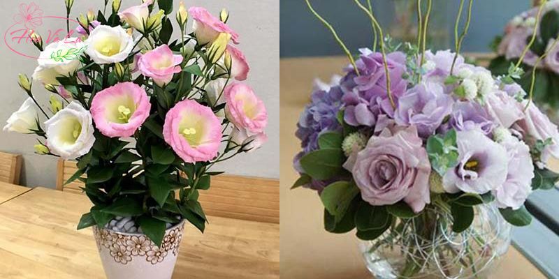 Mẹo cắm hoa cát tường tươi lâu cho người mới