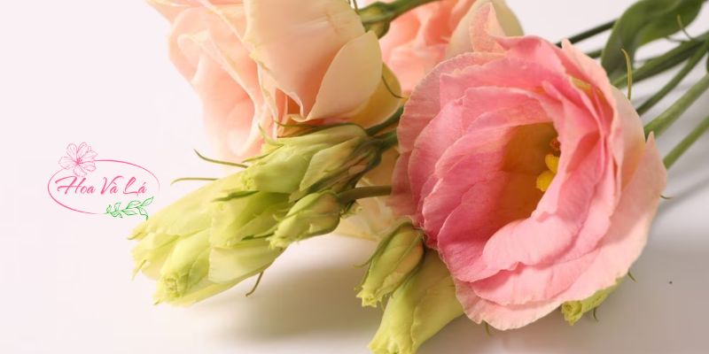 Mẹo giữ hoa cát tường lâu héo sau khi cắm