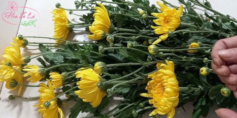 Nguyên tắc cơ bản về cách chọn hoa tươi theo phong thủy