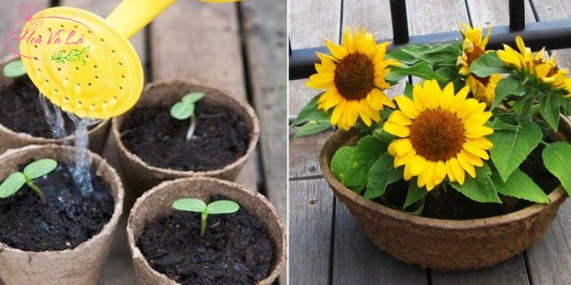 Tại sao hoa hướng dương dễ héo nếu không chăm sóc đúng cách?