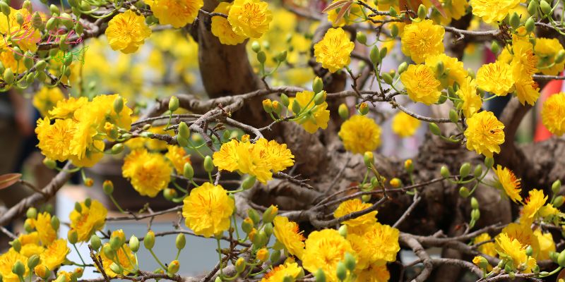 Top các loài hoa mang biểu tượng của sự may mắn