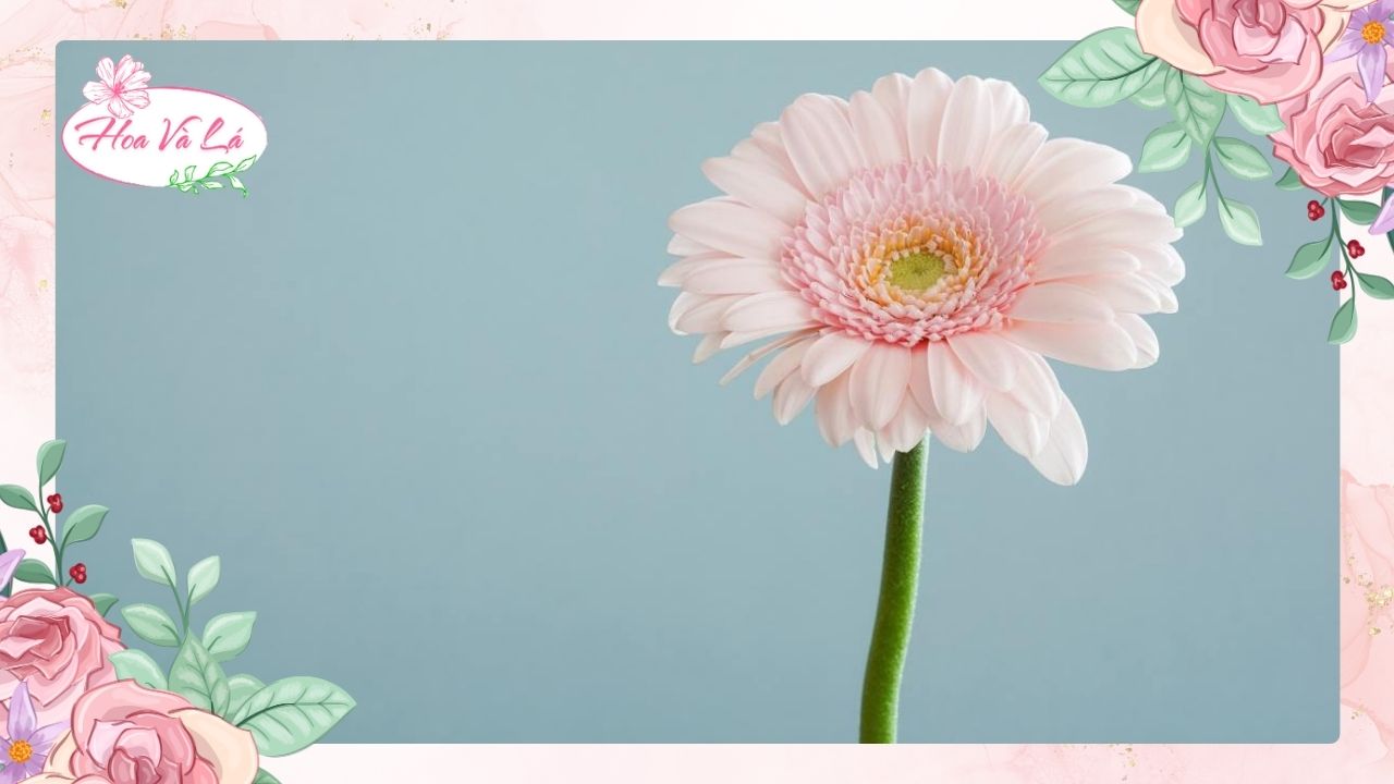 Cách chọn hoa thay lời muốn nói để gửi gắm yêu thương