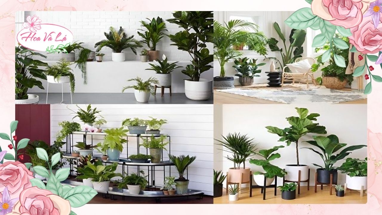 Điểm nhấn khi đặt chậu cây trong phòng