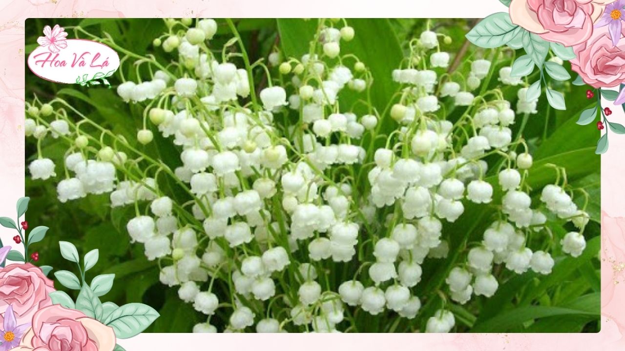 Hoa cúc Tana được dùng trong những dịp nào?