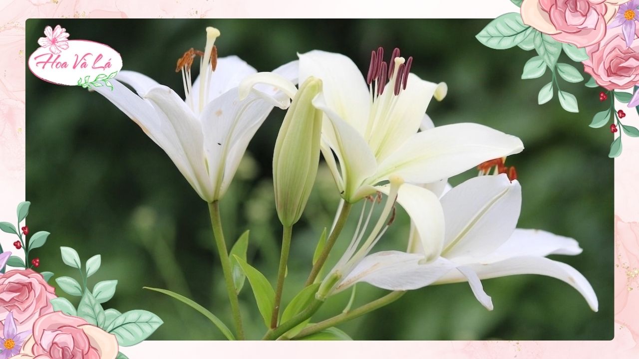 Hoa lily (loa kèn) – vẻ đẹp thanh khiết