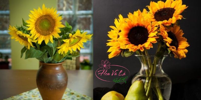 Cách Giữ Hoa Hướng Dương Tươi Lâu Trong Một Nốt Nhạc