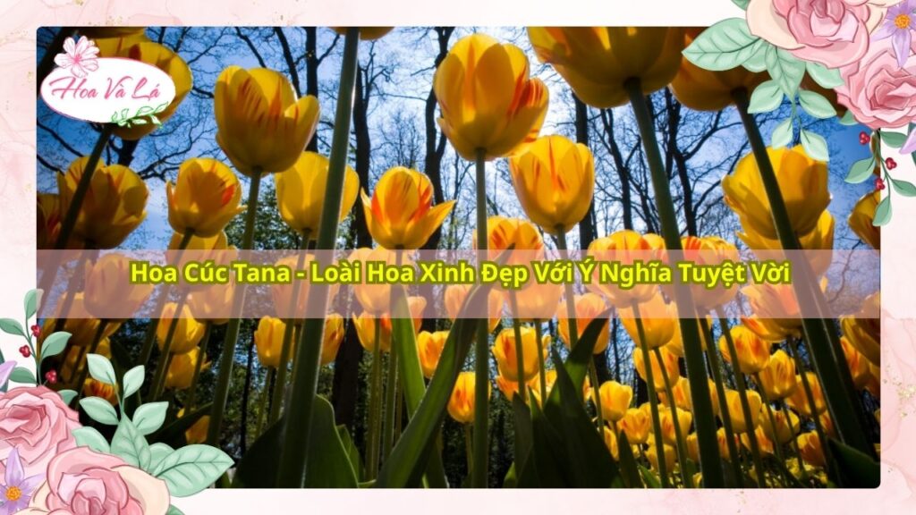 Hoa Cúc Tana - Loài Hoa Xinh Đẹp Với Ý Nghĩa Tuyệt Vời
