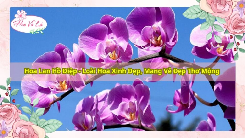 Hoa Lan Hồ Điệp - Loài Hoa Xinh Đẹp, Mang Vẻ Đẹp Thơ Mộng