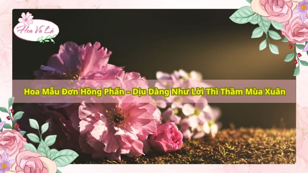 Hoa Mẫu Đơn Hồng Phấn – Dịu Dàng Như Lời Thì Thầm Mùa Xuân